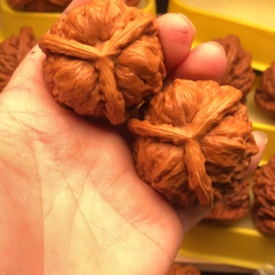 白***羽核桃核桃核桃核桃核桃
