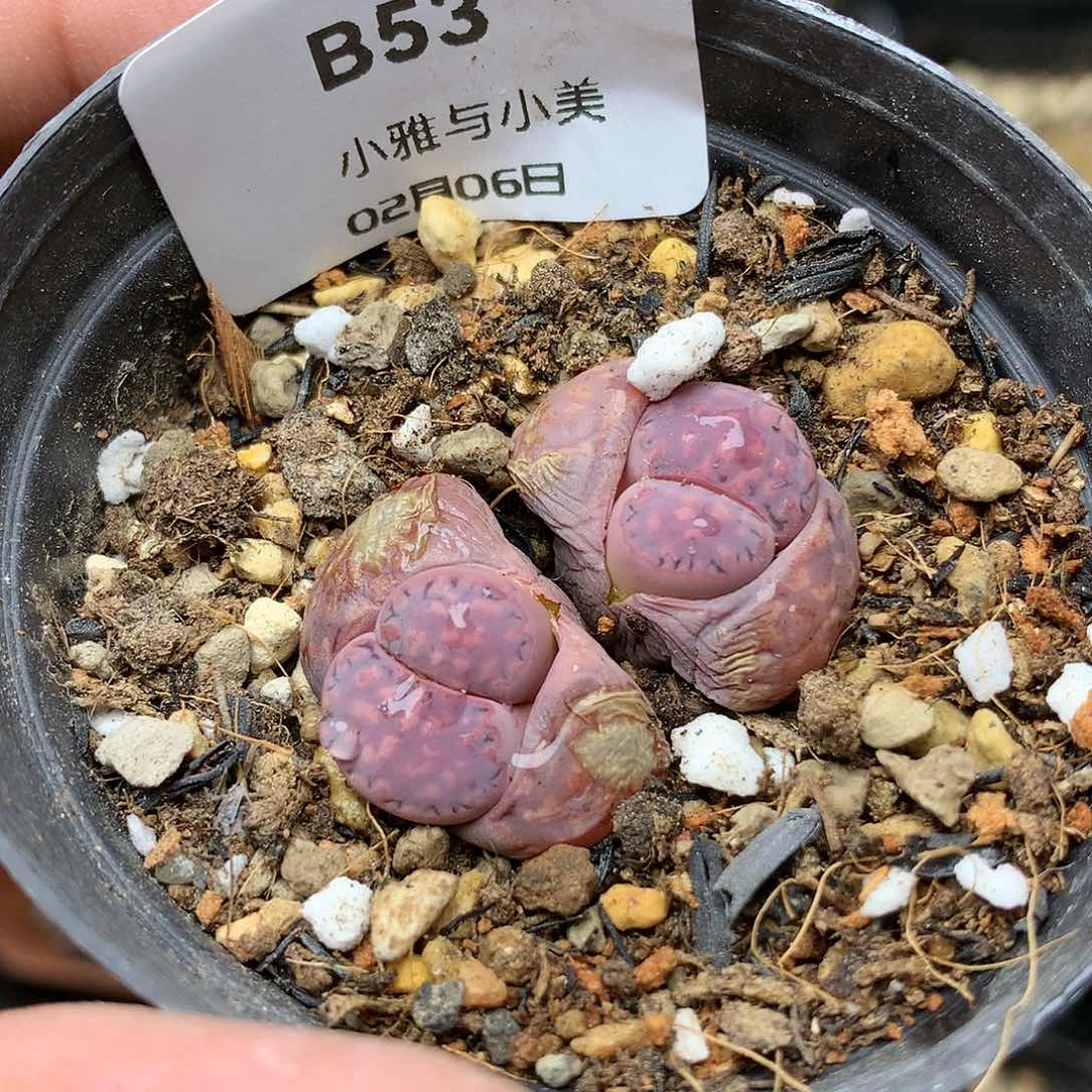 B53多肉植物保护