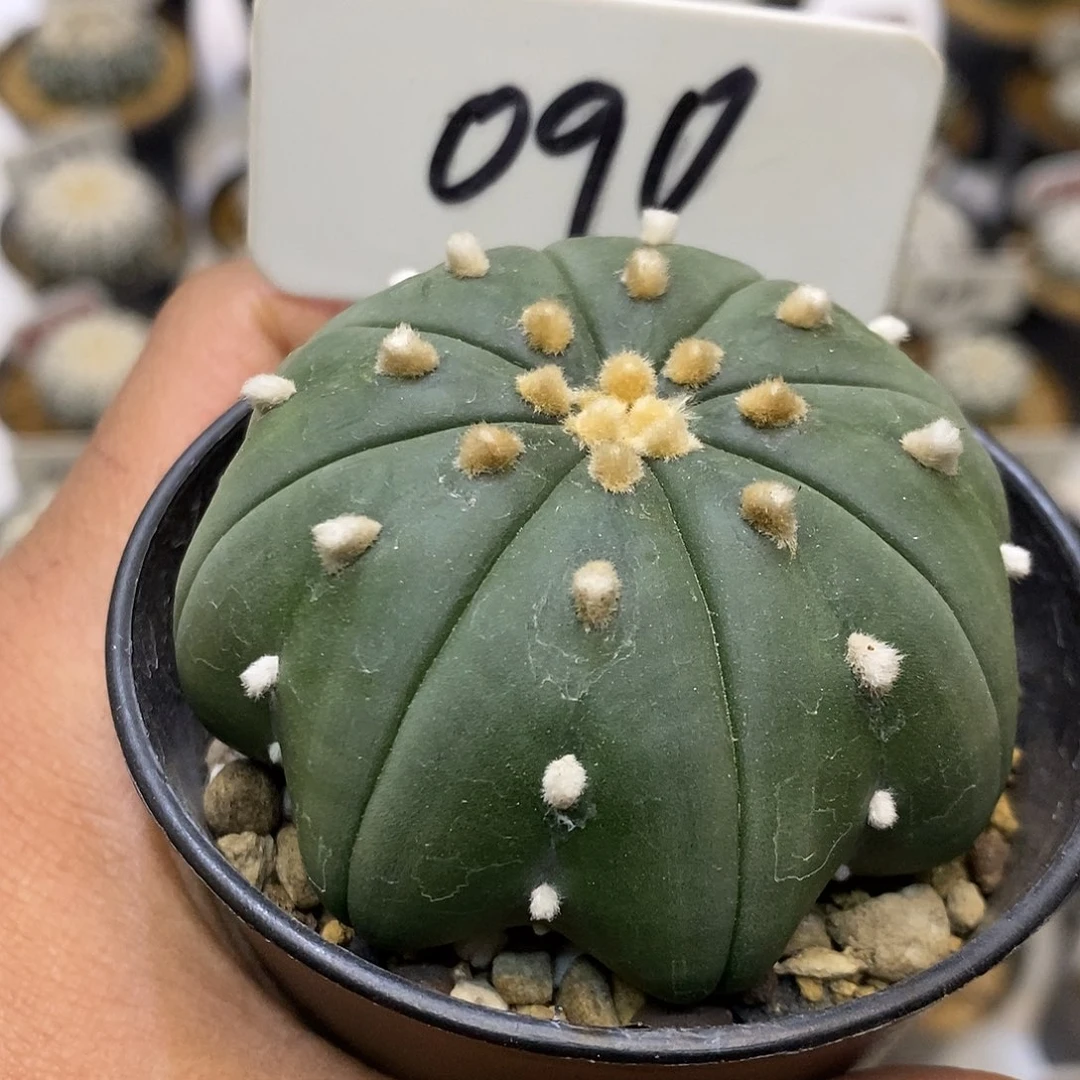 090琉璃海星特价来了