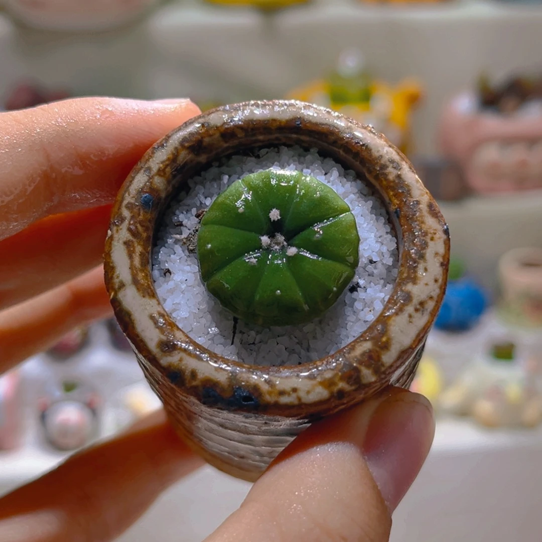 036高端仙人球带盆带土手工盆