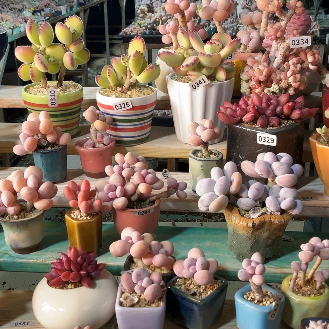 啊***喔多肉植物的生长发育和生长