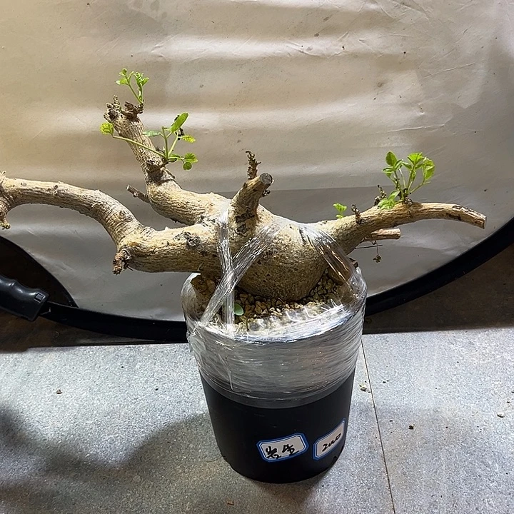 汤圆植物岩生橄榄