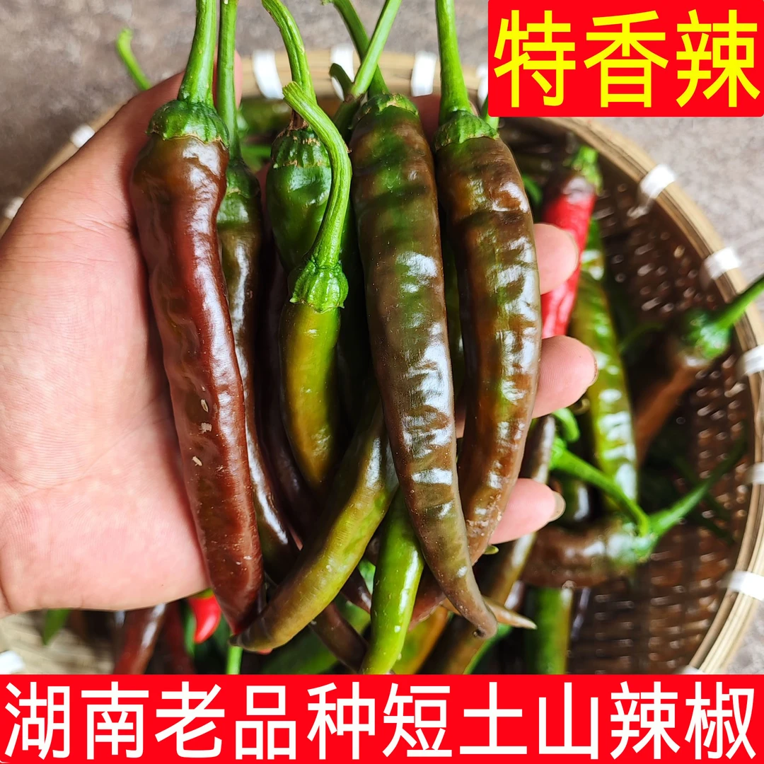 青紫红辣椒特辣新鲜农家自种老品种土山辣子湖南本地香薄皮蔬菜