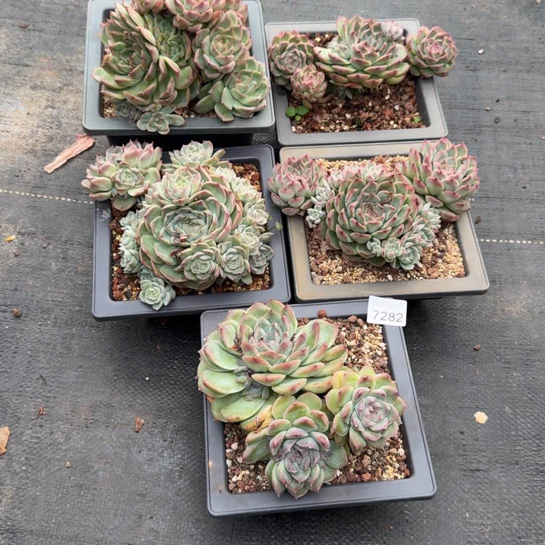 陌***开7282杂交多肉植物基地5颗