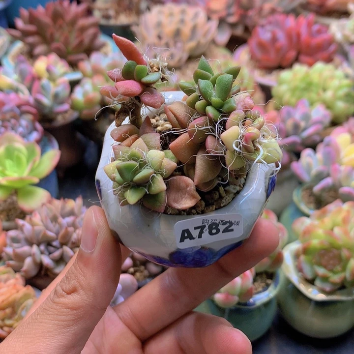 一物一拍含盆土满38包邮A782
