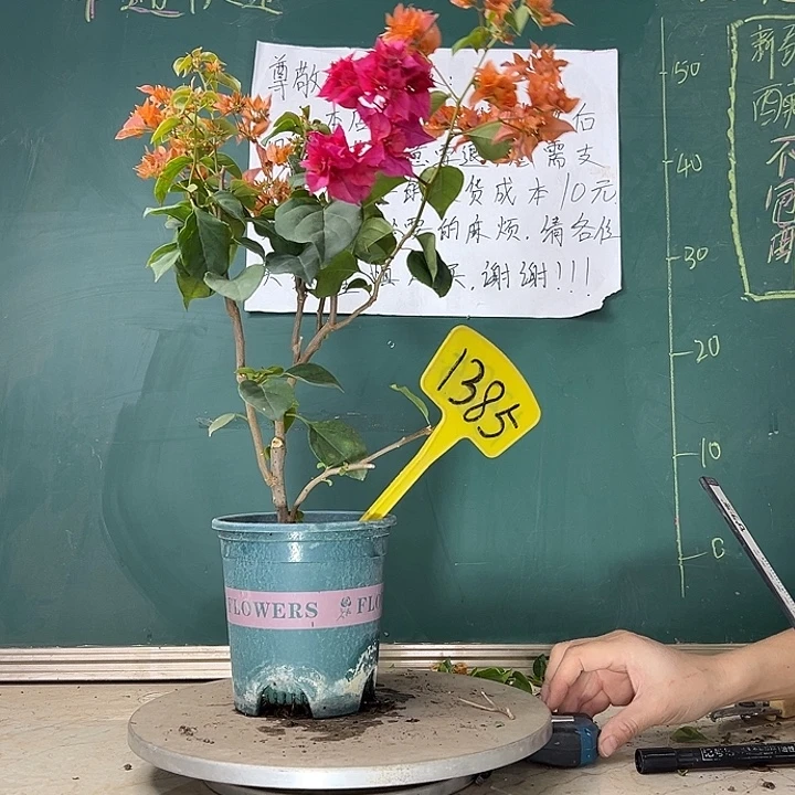 当前无花栽培后可以开花重瓣橙重瓣红同株 1385