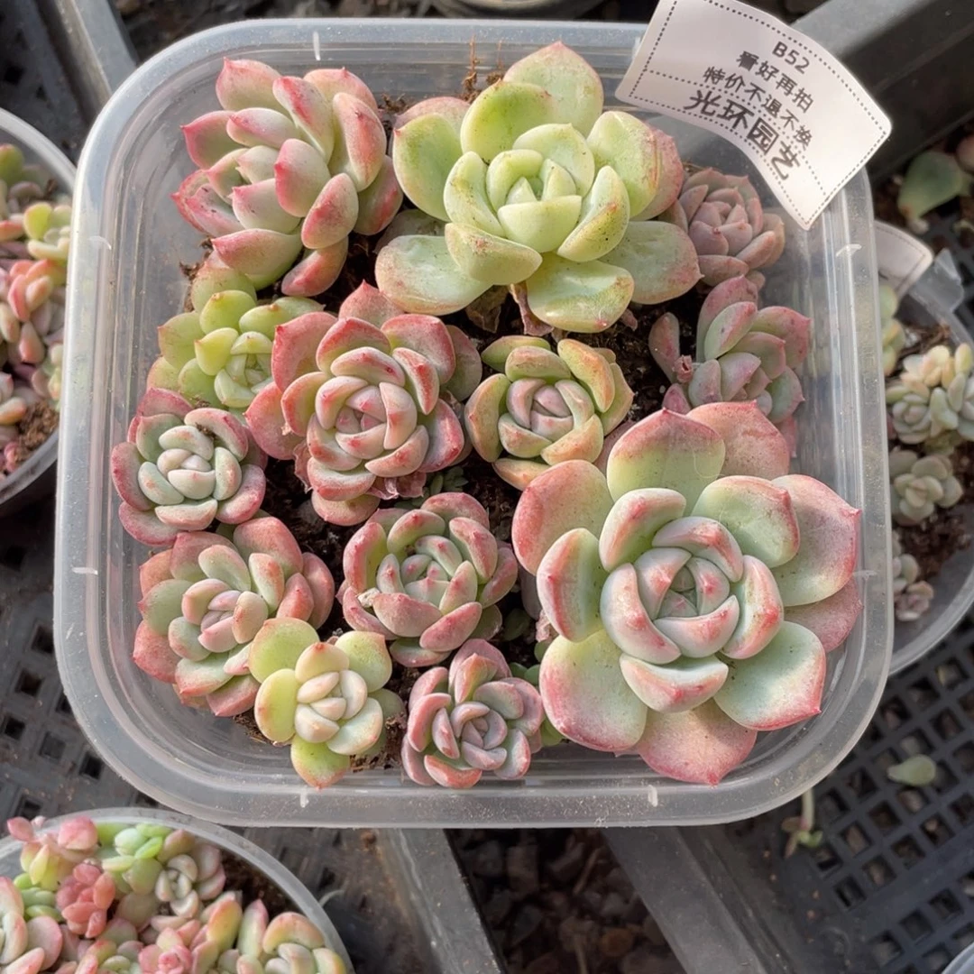 b52号珍妮切糕一份包邮