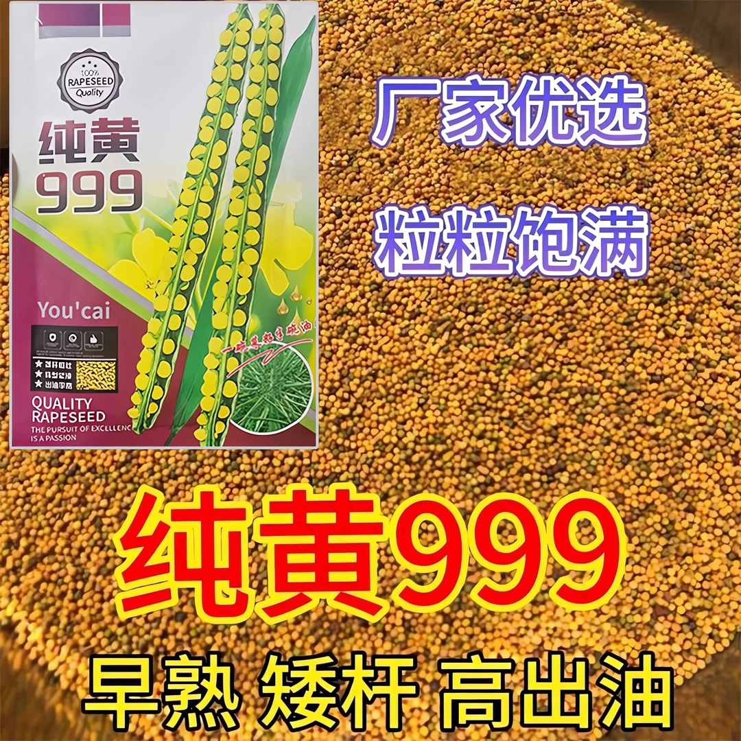 纯黄999 早熟油菜种子新品种白菜型菜籽大田播杂交矮杆耐寒抗倒伏
