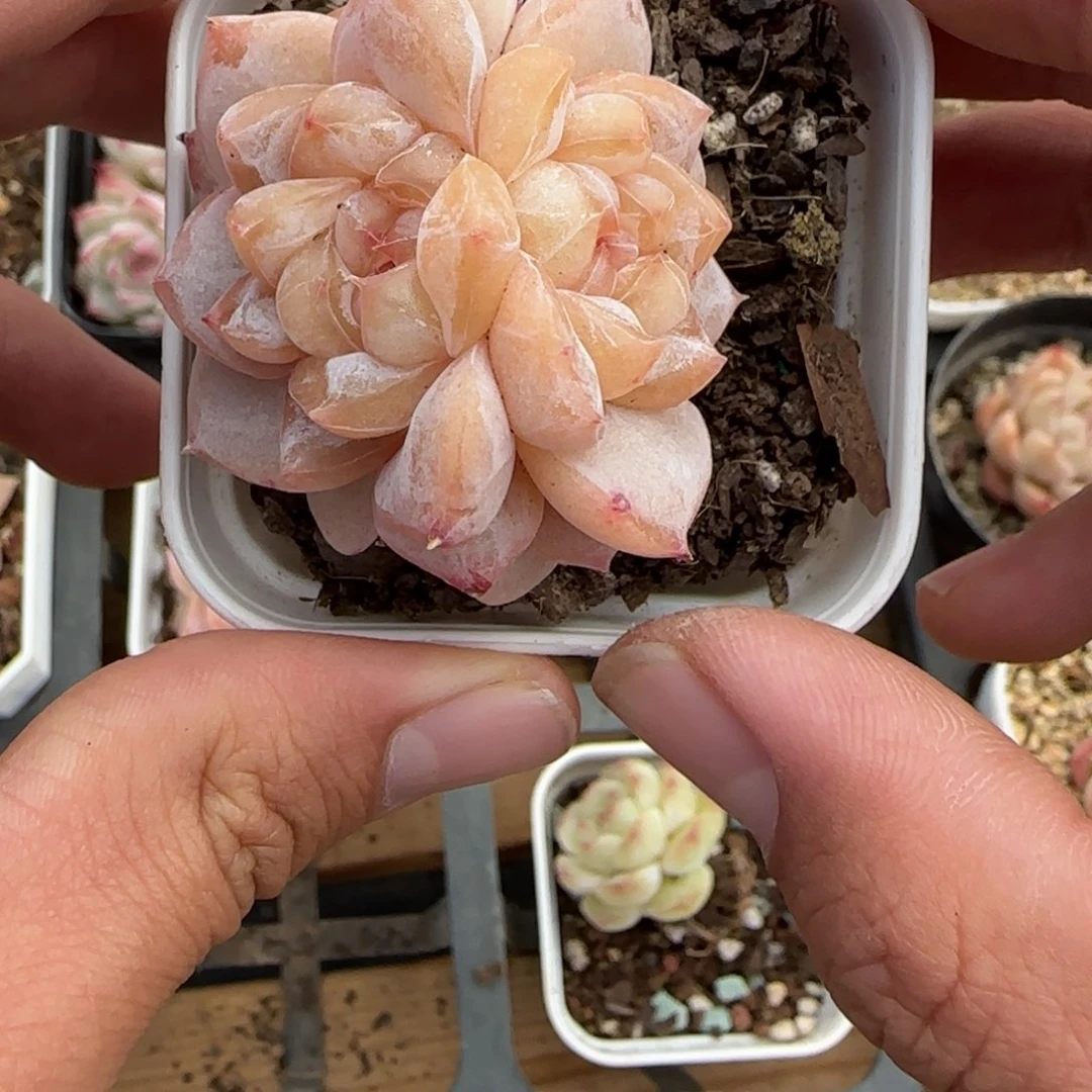 斯***斯松花珍妮1111111