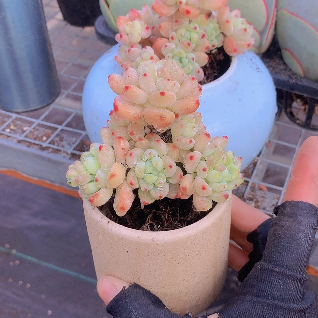 两颗罗琦245688999000