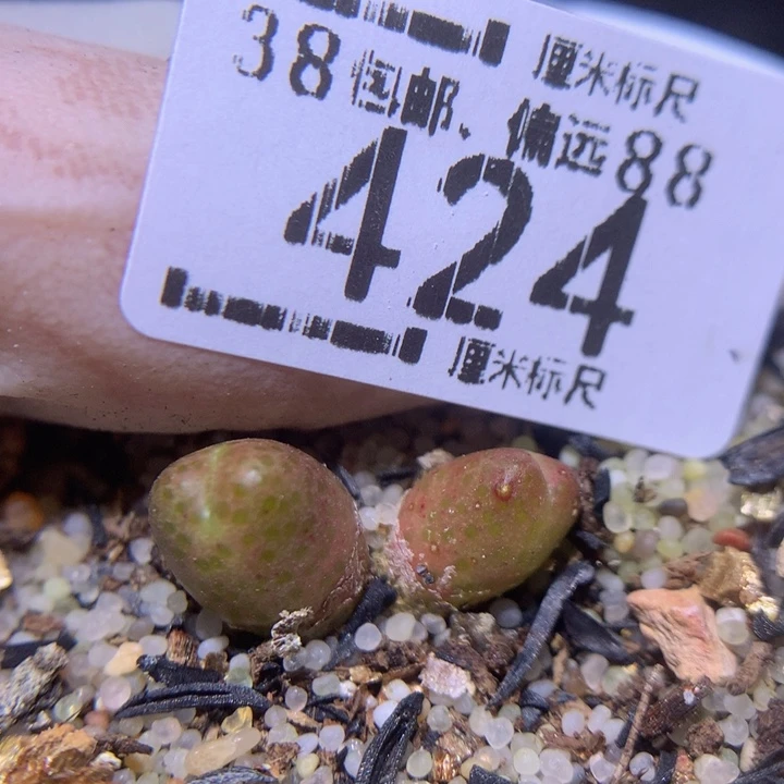 S精品生石花.424