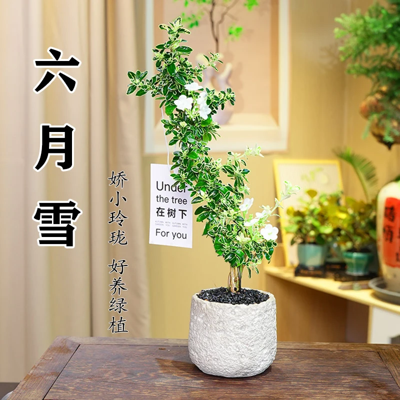 六月雪盆景悬崖红花茶桌禅意室内窗台小绿植物办公室茶几桌面盆栽