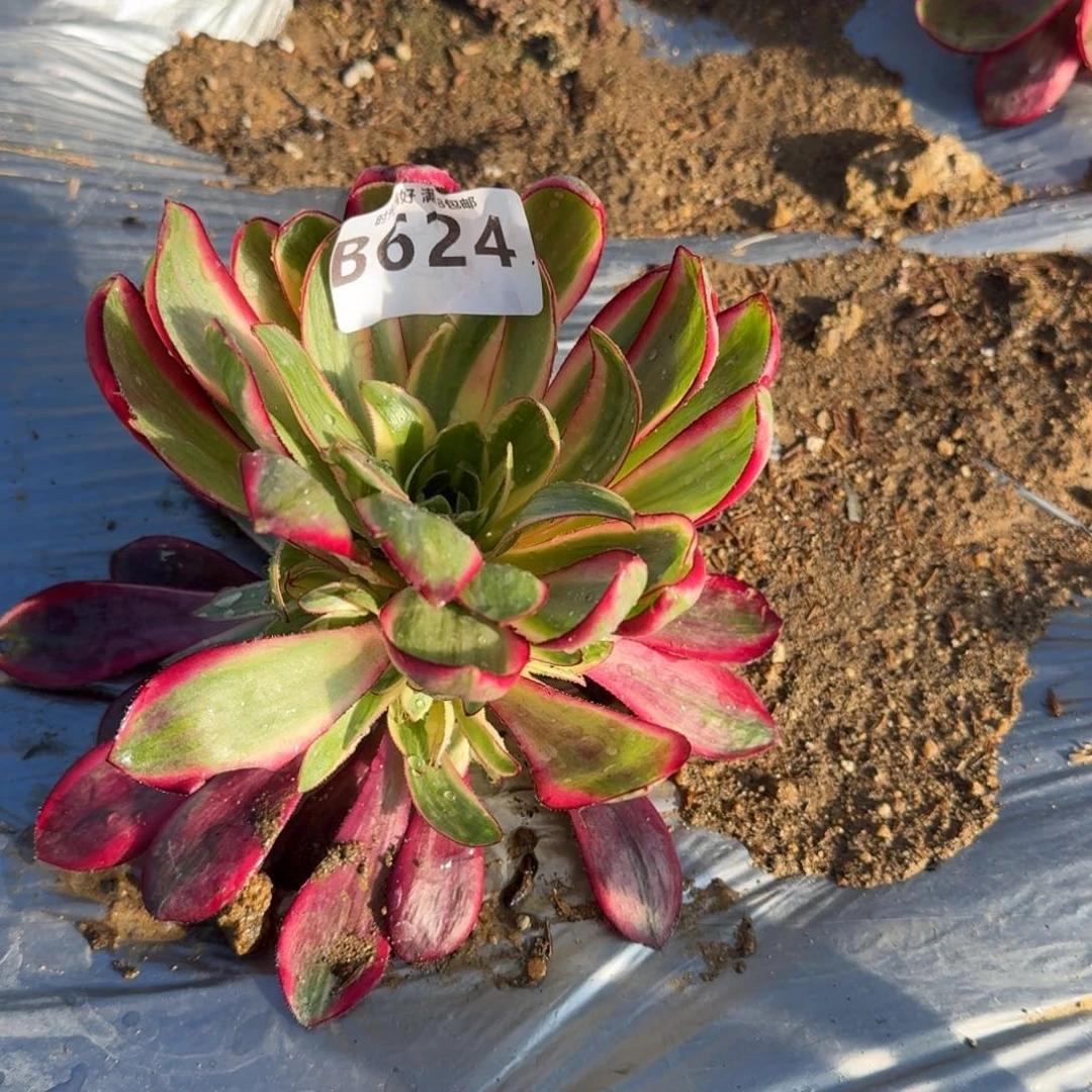 小*?624烈焰多肉植物