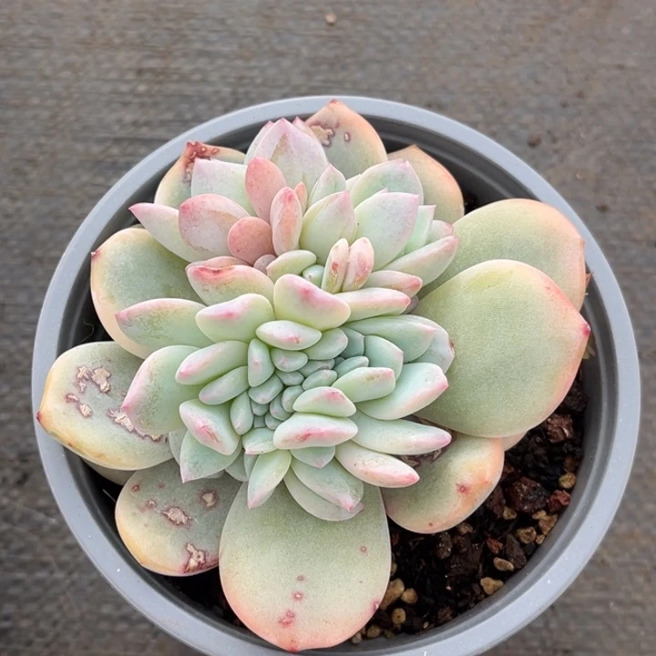 橙梦露锦缀化一颗价格