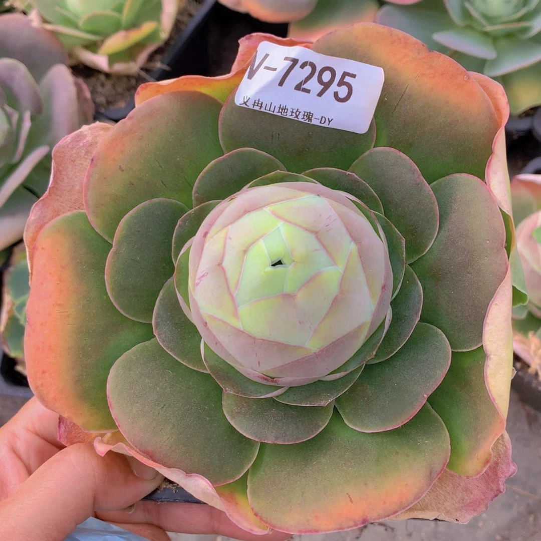 7295大货h h g v h