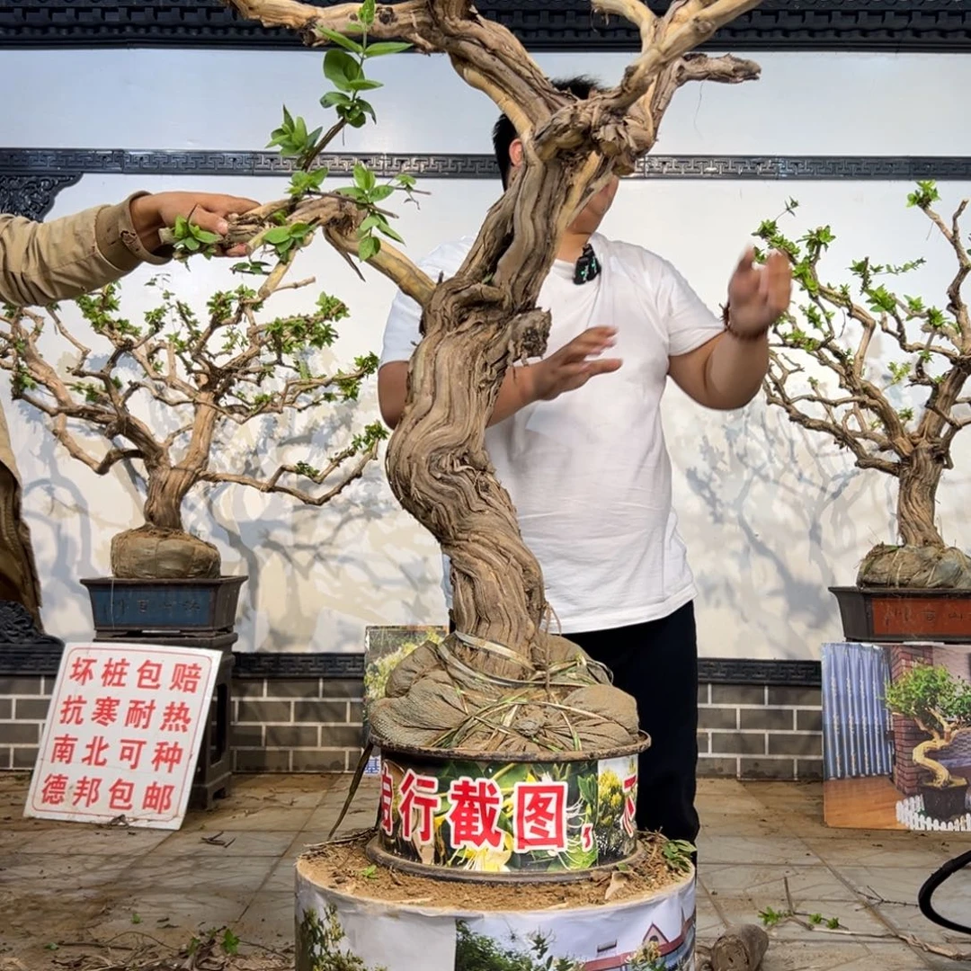 完全开放金银花开花399559888