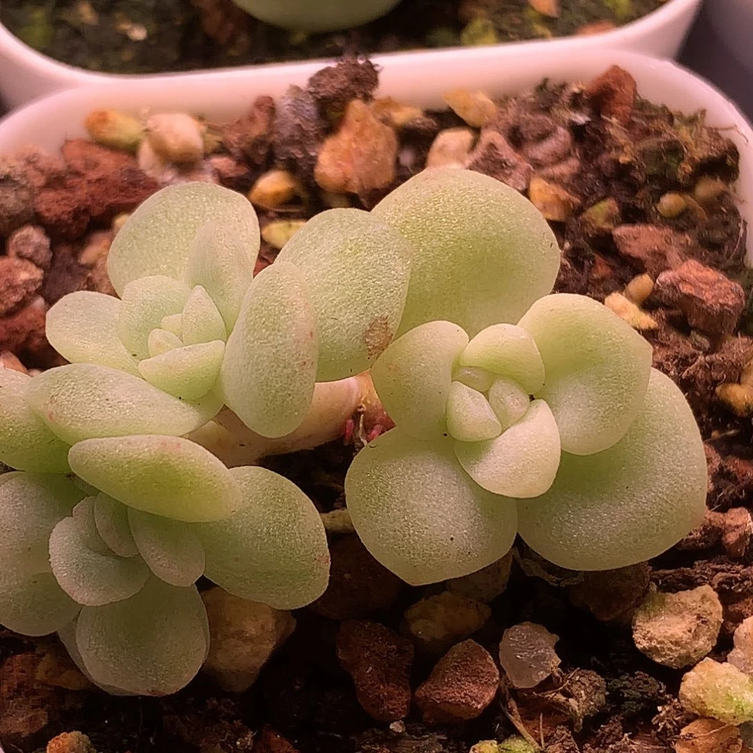 冰玉石化一物一拍