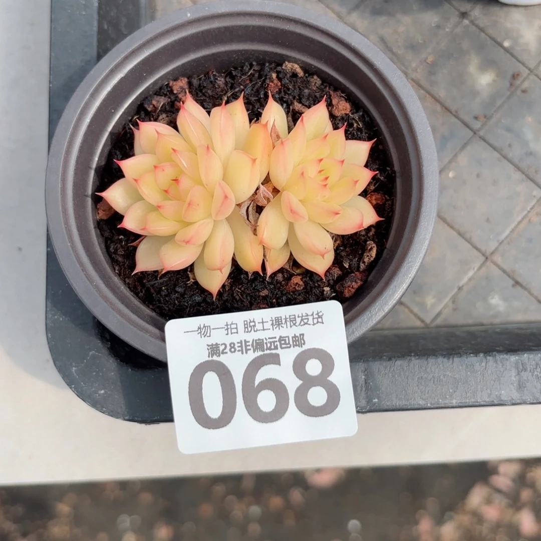 黄闪光无盆土发货