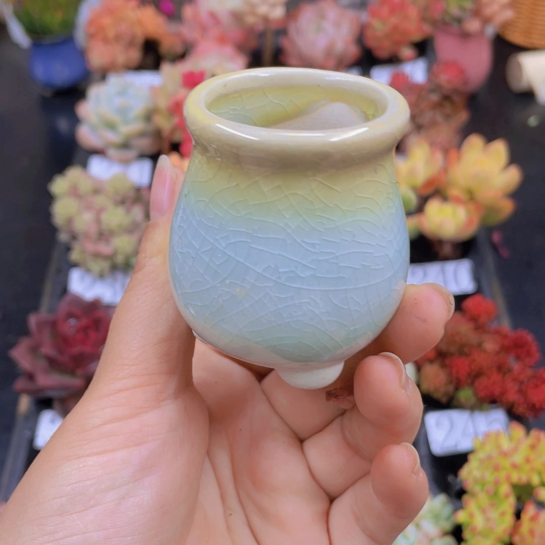 多肉无土栽培多肉植物