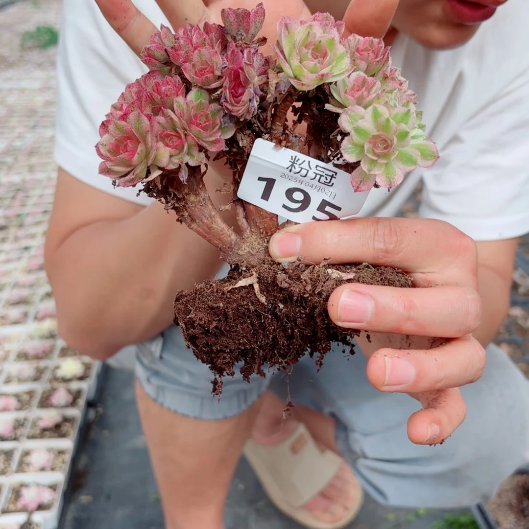 195 粉冠多肉法师锦