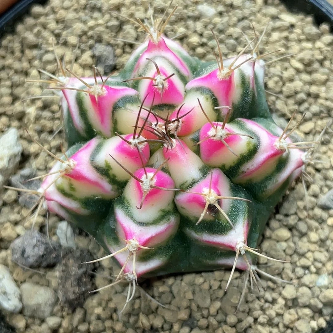 泰系名品侧芽，白花田