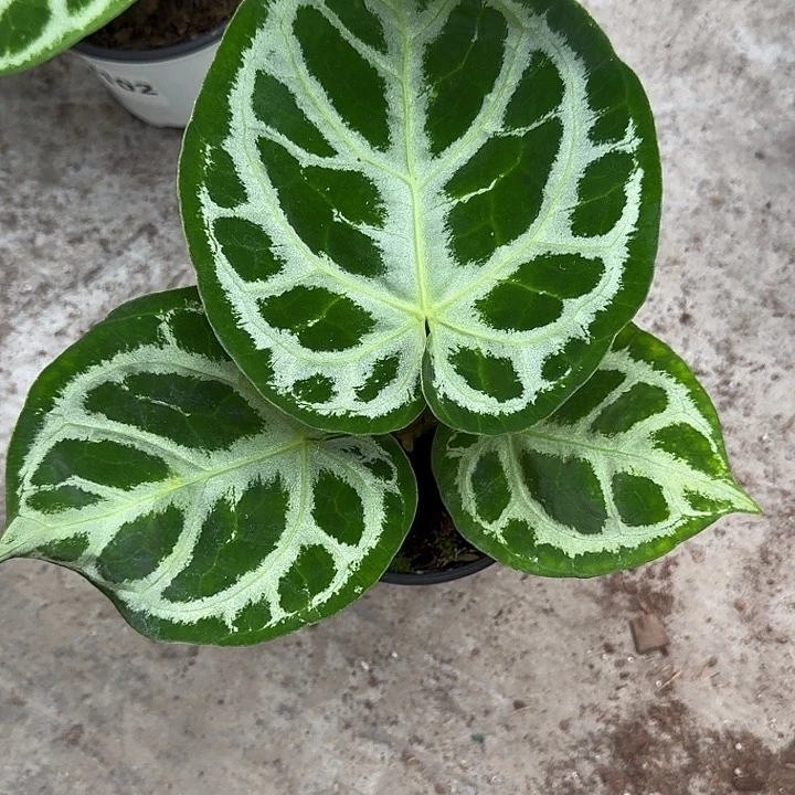 无花朵吉*哥一物一拍T26