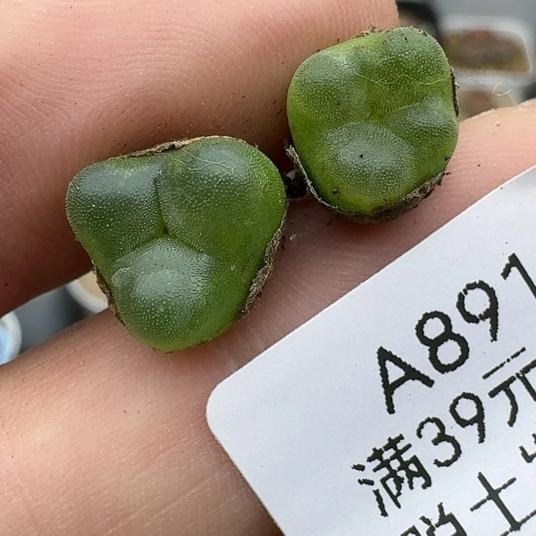 891多肉哈哈哈哈哈哈哈哈