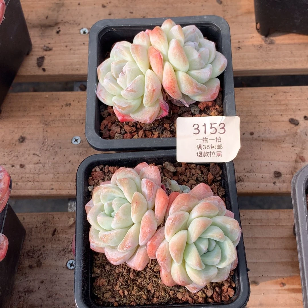 9厘米双头冰玉两颗3153