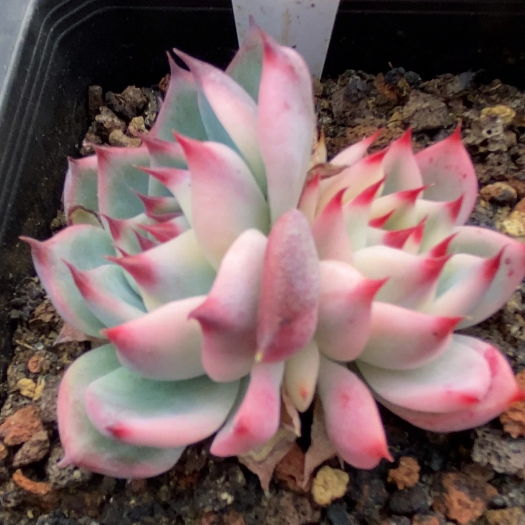 229锦锦锦锦锦锦锦