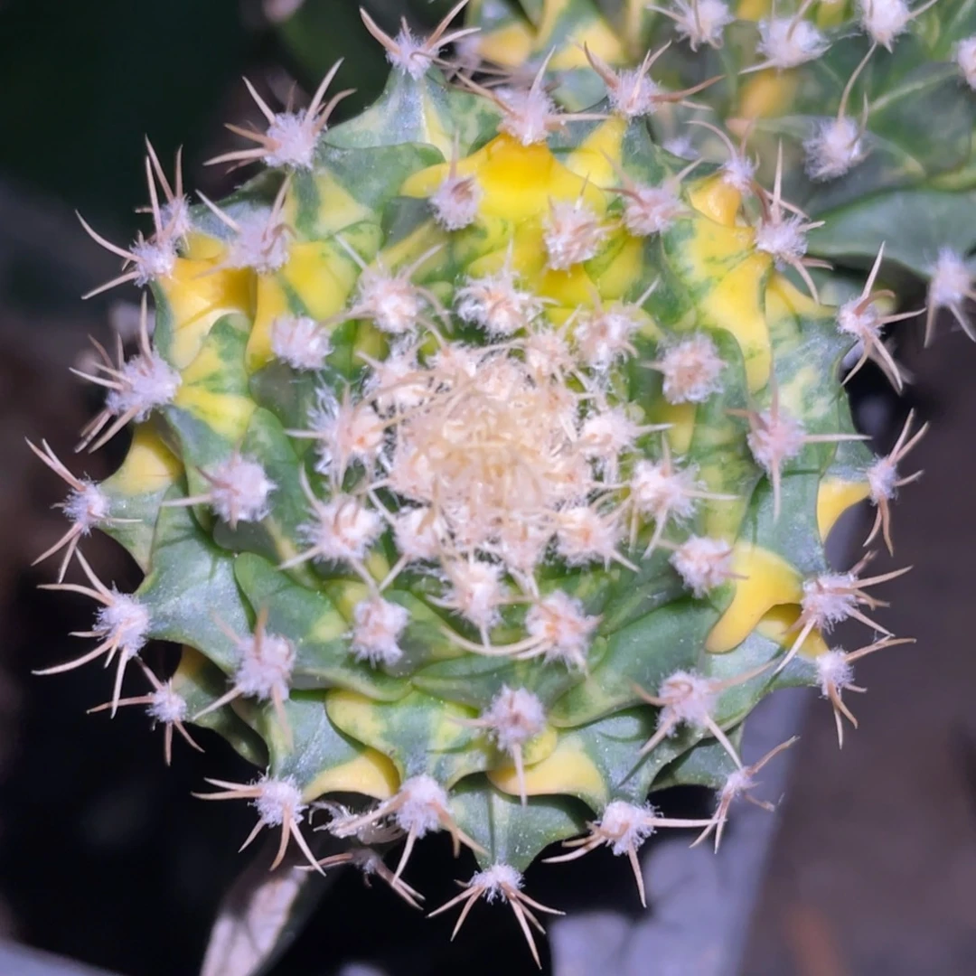 全部花朵极上散斑帝冠锦