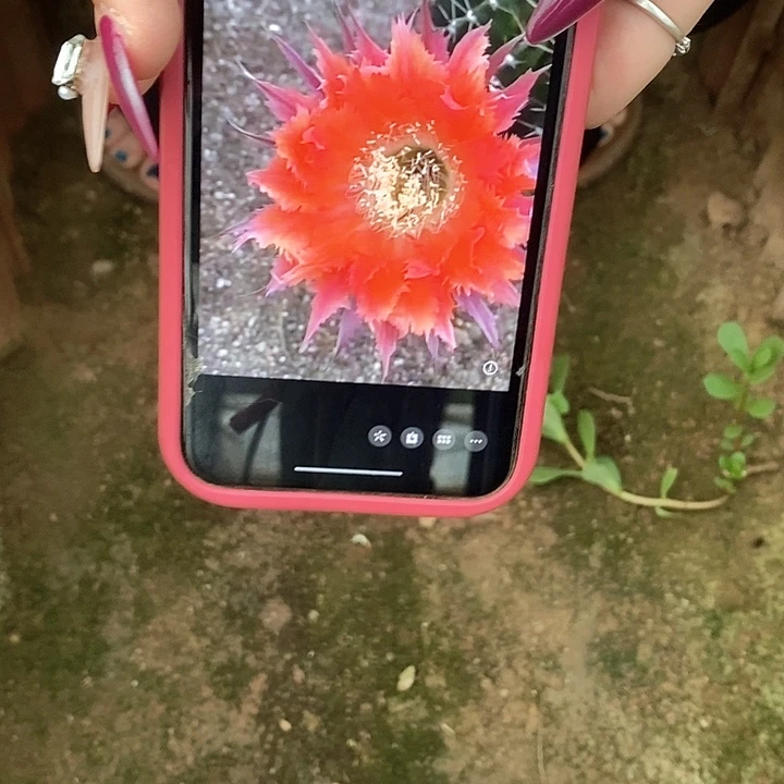 凤羽7号侧芽包邮一个