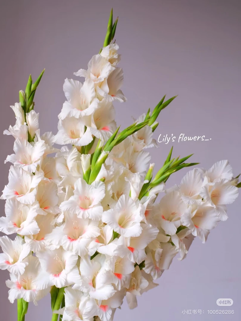 【董小姐】奶油草莓（阿贾克斯）剑兰鲜花基地直发顺丰包邮