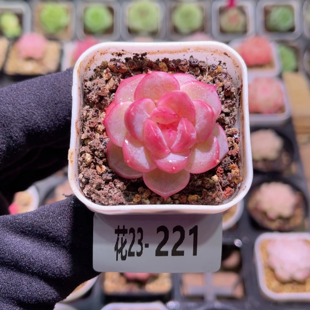 花利美23-221新品