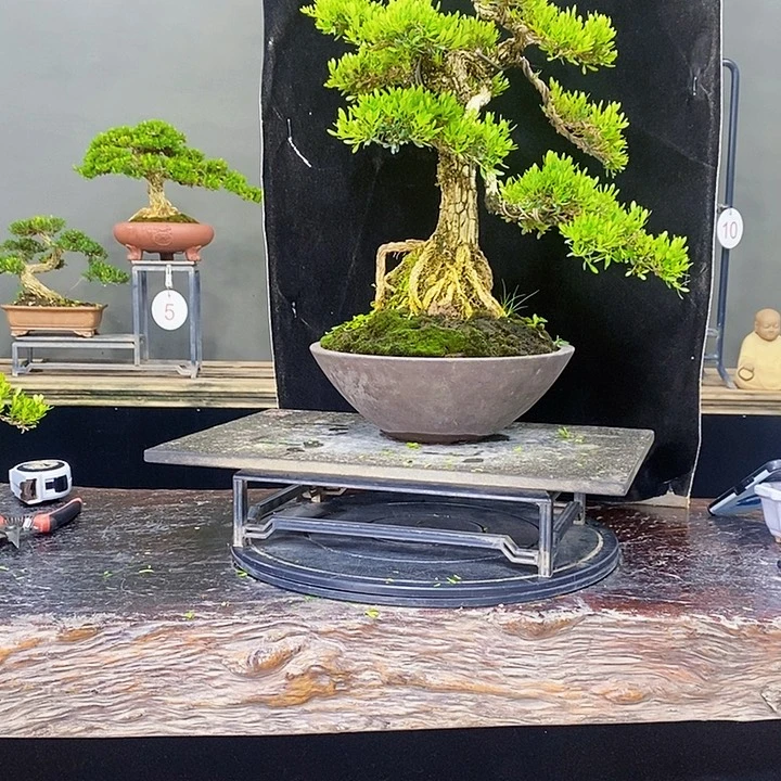 无花朵黄杨盆景四季常青不落叶