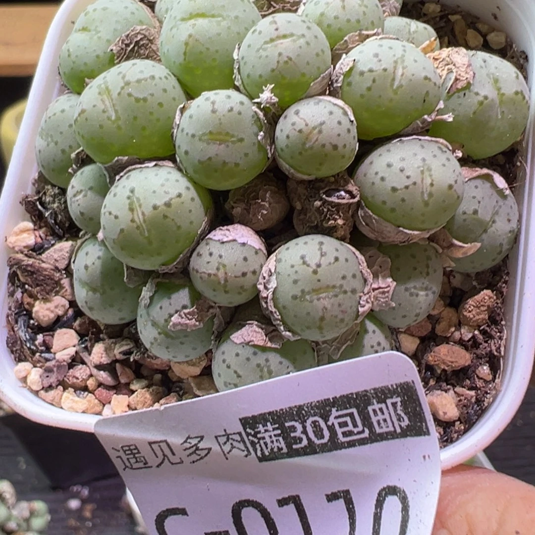 多肉植物1111111111111