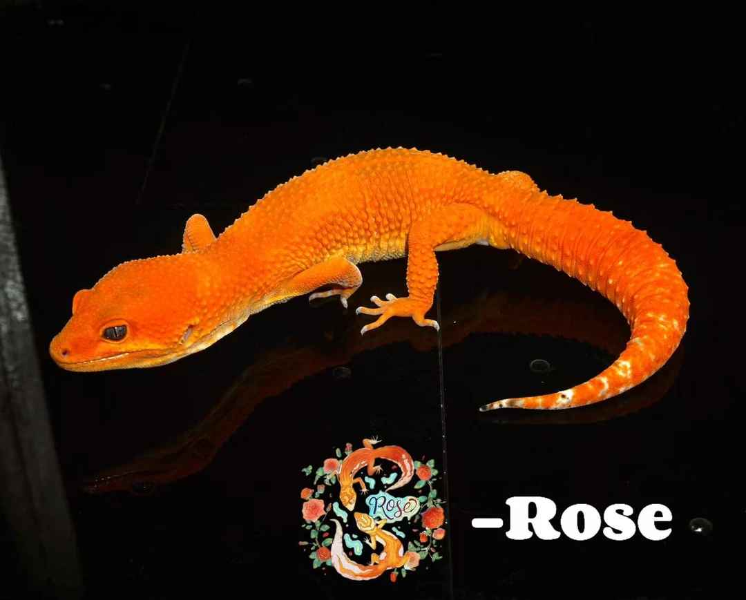 ROSE温顺可爱好养的豹纹守宫活体爬宠适合新手饲养