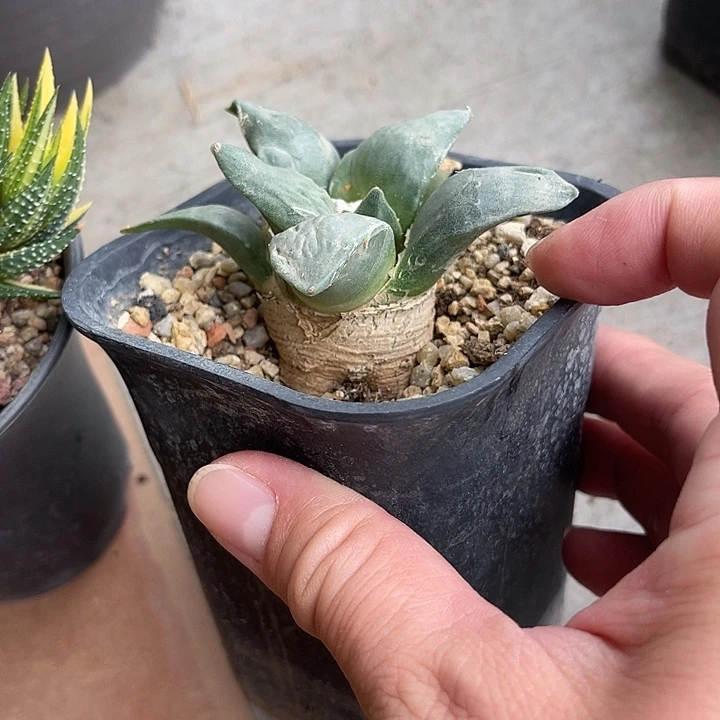 无花朵实生岩牡丹一物一拍