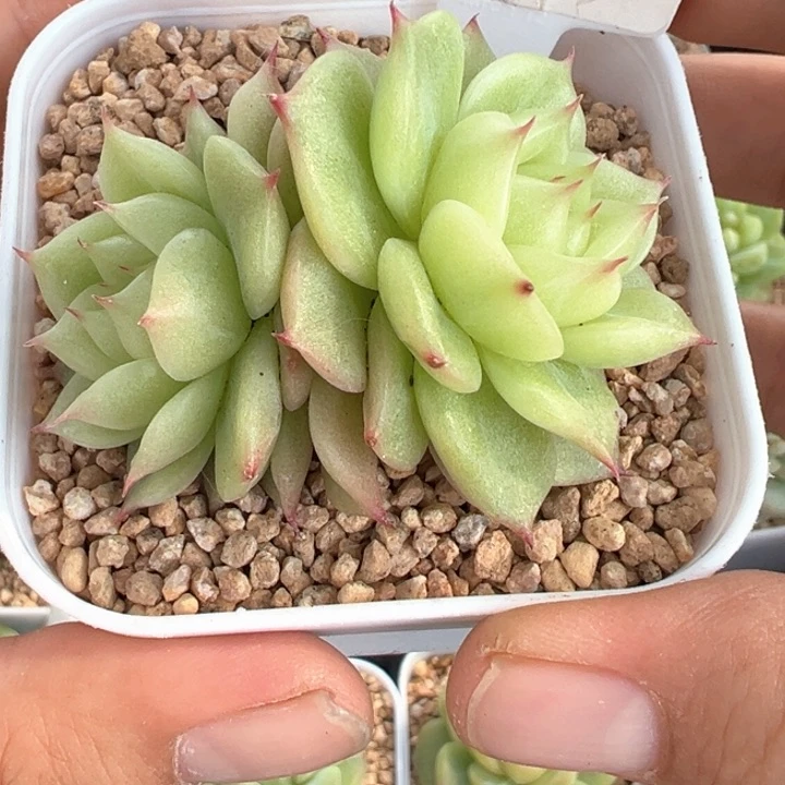 160号玉玲珑背靠背晗雨多肉