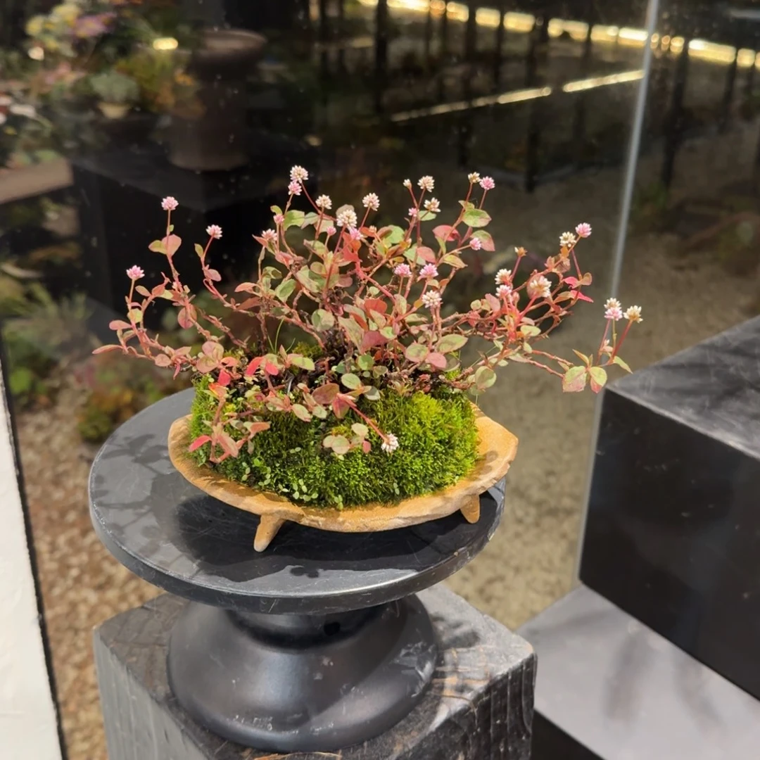 全部花朵山野草手作盆