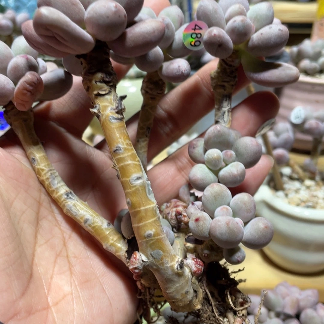 仙子奶酪多肉植物