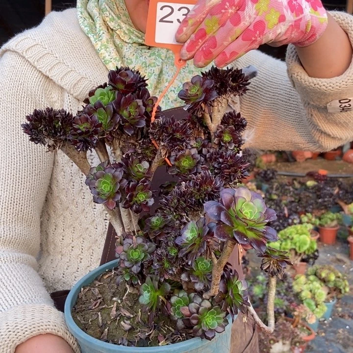 234黑豆缀化老桩朵朵