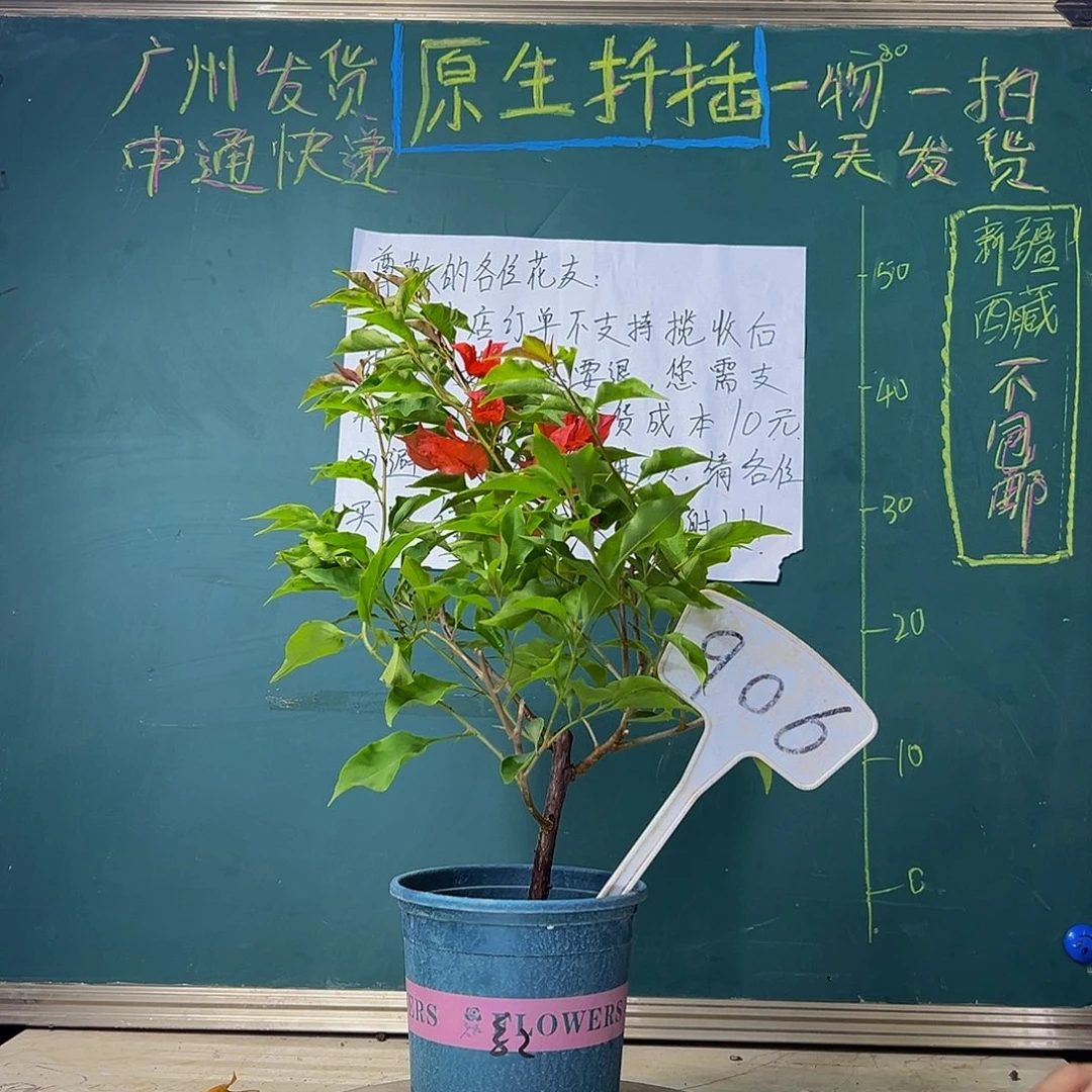 当前无花栽培后可以开花  热火桑巴  906