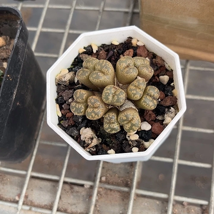 我也不知道我为什么要这样