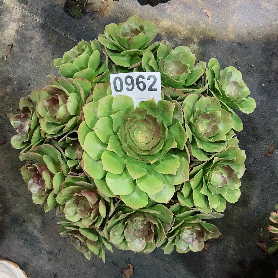 红陶0962万圣多肉3333