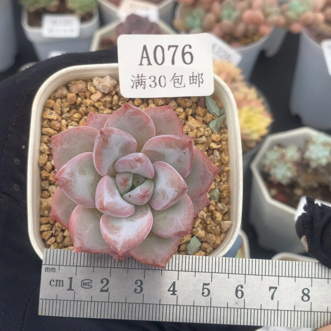 星星雪小粗腿冠服4.5