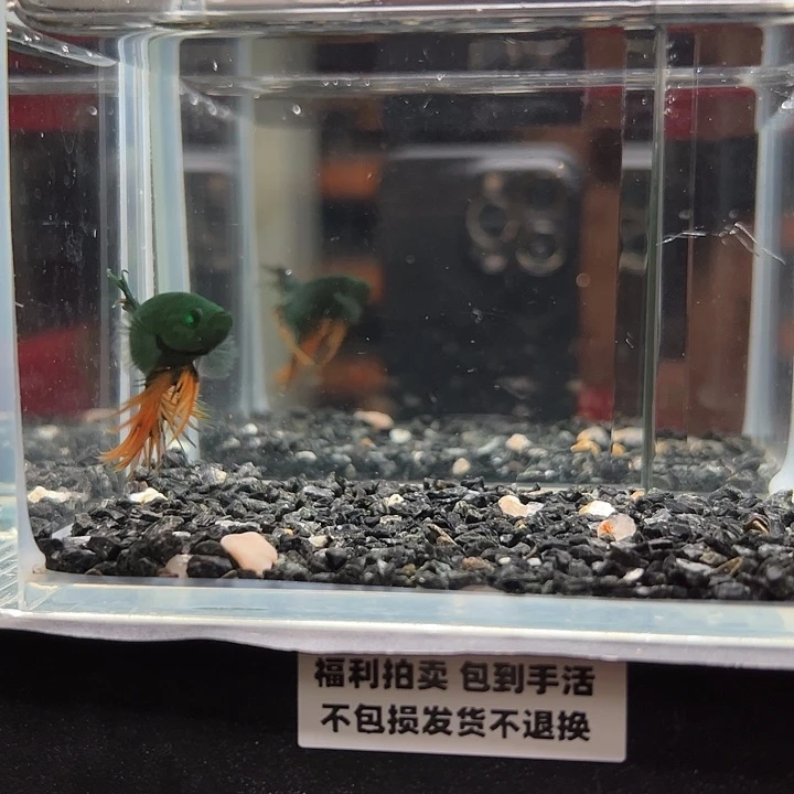 斗鱼竞拍跑单拉黑23日77