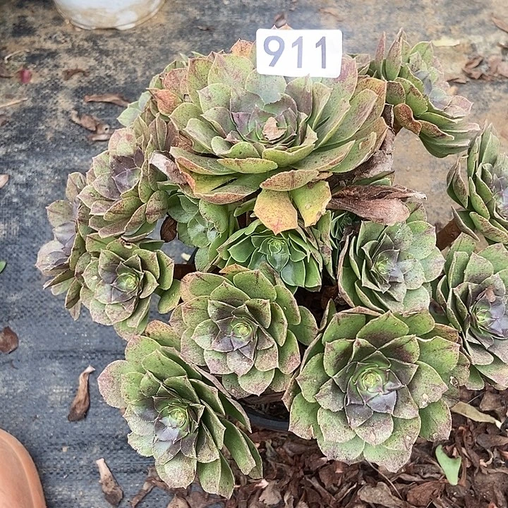 万拉丝911多肉不包断