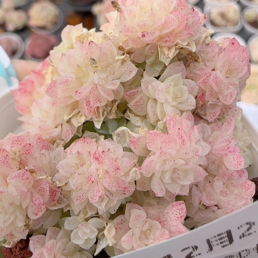 花语多肉1226-250福利散