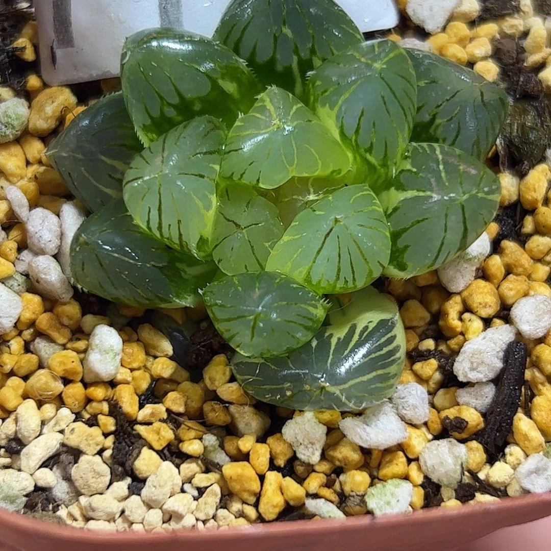 龙爪锦十二卷多肉植物