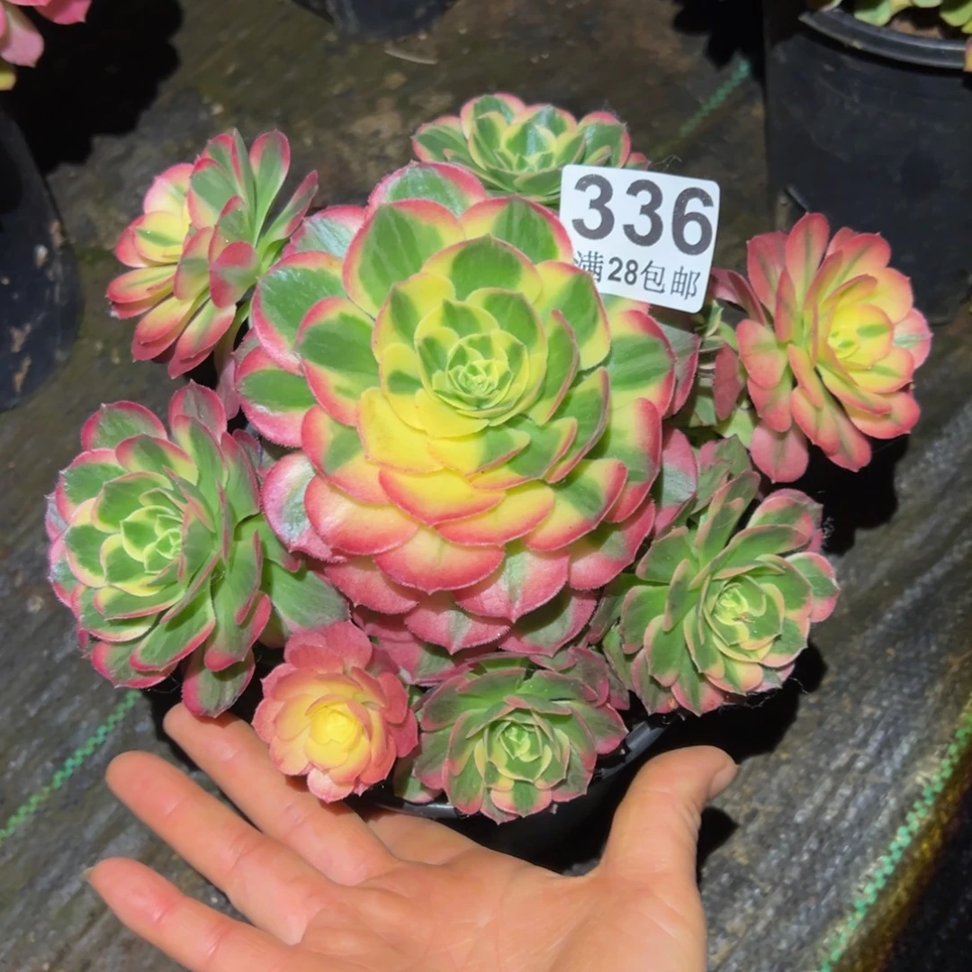 多肉植物336海仙的